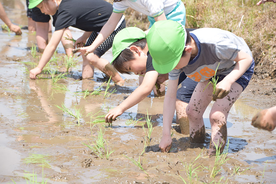 田植えをしている子どもたち